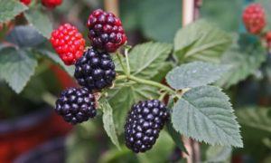 Blackberries Ripening