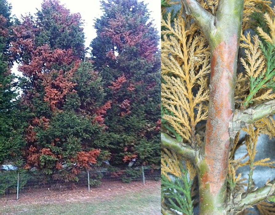 Two large trees with individual dead branches, and a close-up of a necrotic lesion (canker) on a stem.