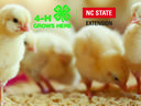 Yellow chicks on bedding with text "4-H GROWS HERE" and "NC STATE EXTENSION"