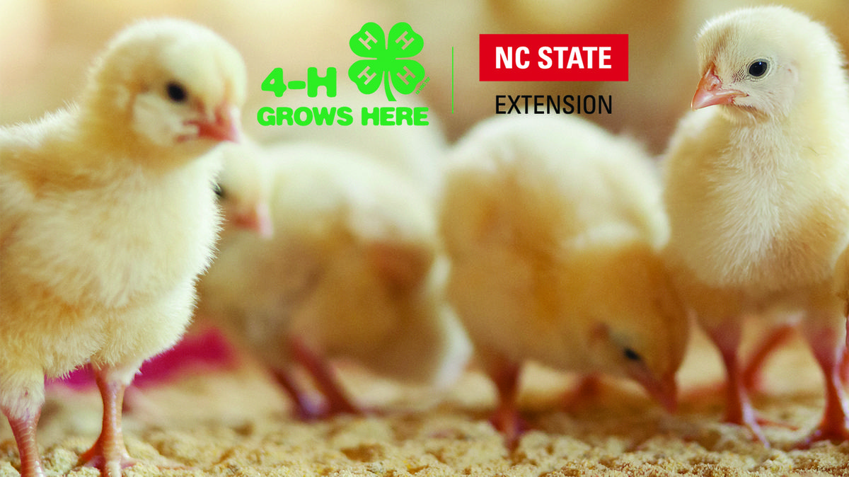 Yellow chicks on bedding with text "4-H GROWS HERE" and "NC STATE EXTENSION"