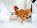 chicken with veterinarian