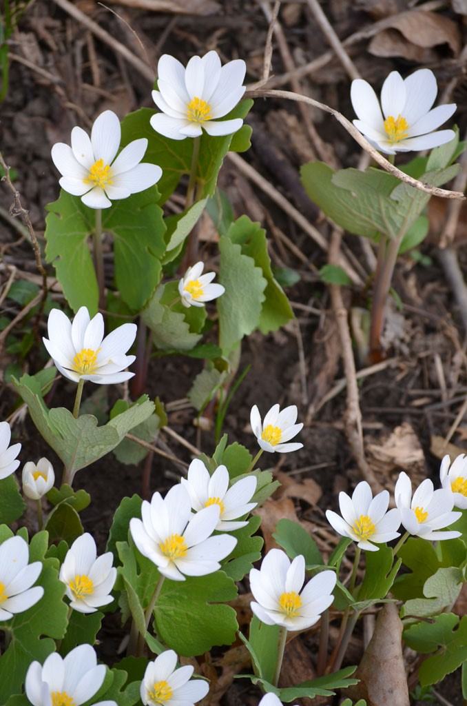 bloodroot