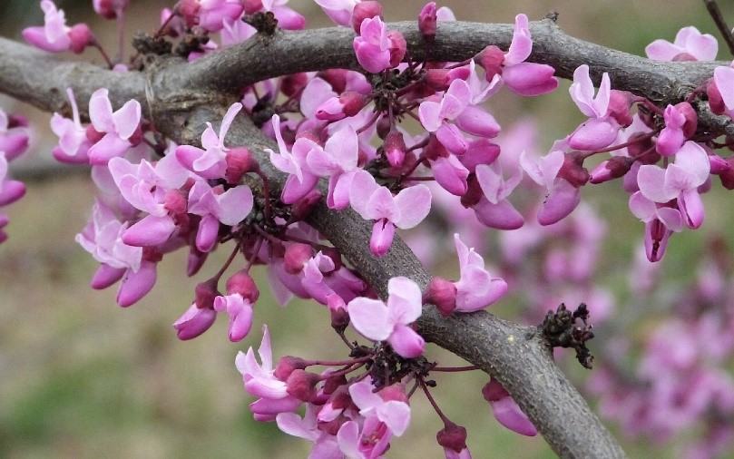 redbud flowers