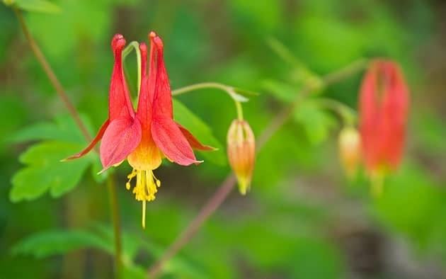 columbine vine