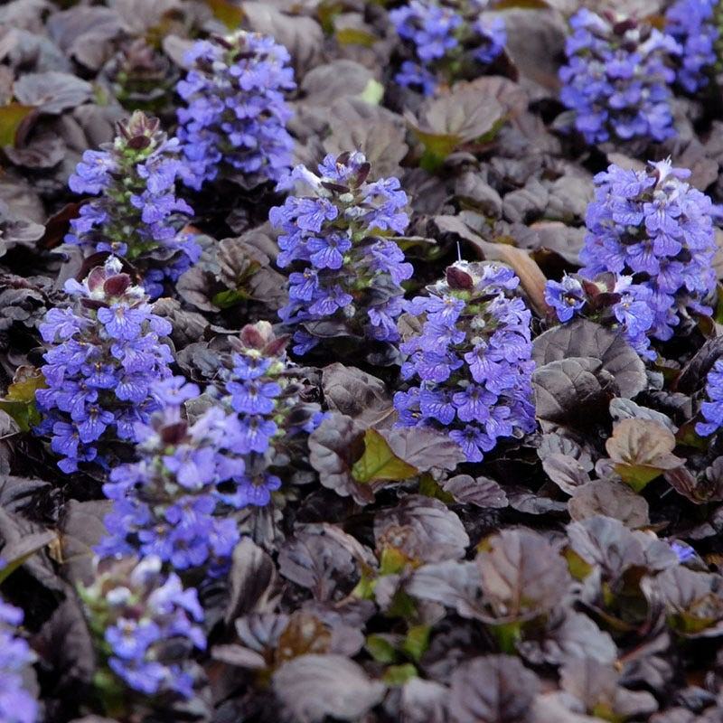 Ajuga