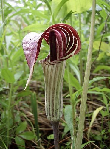 Jack-in-the-pulpit