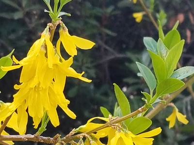 bright yellow flowers