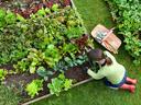 Person kneeling by raised vegetable bed harvesting greens, gardening tools nearby