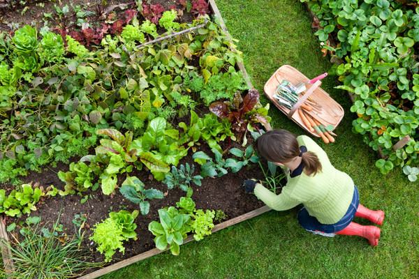 Person kneeling by raised vegetable bed harvesting greens, gardening tools nearby