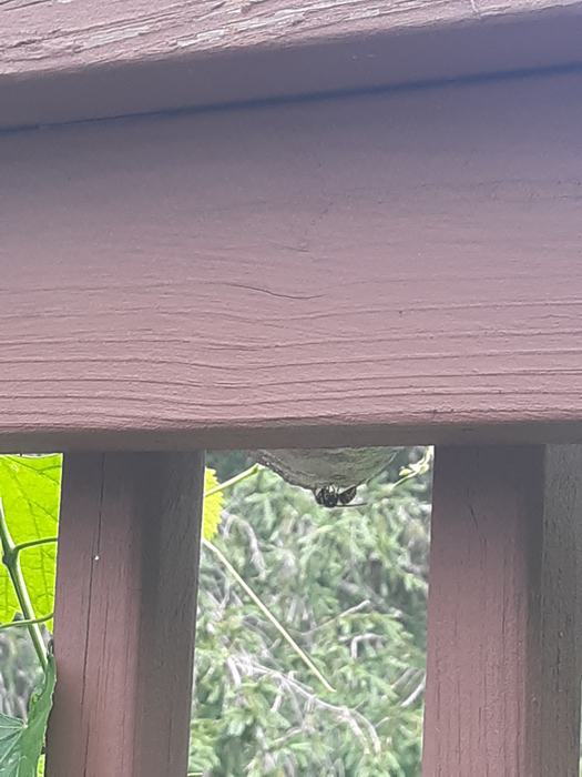 hornet nest