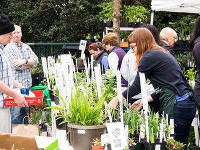 Woman examining and arranging potted plants at an outdoor plant sale table