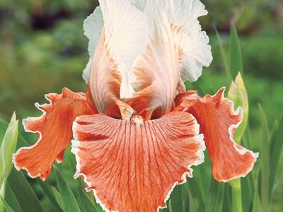 image of a bearded iris