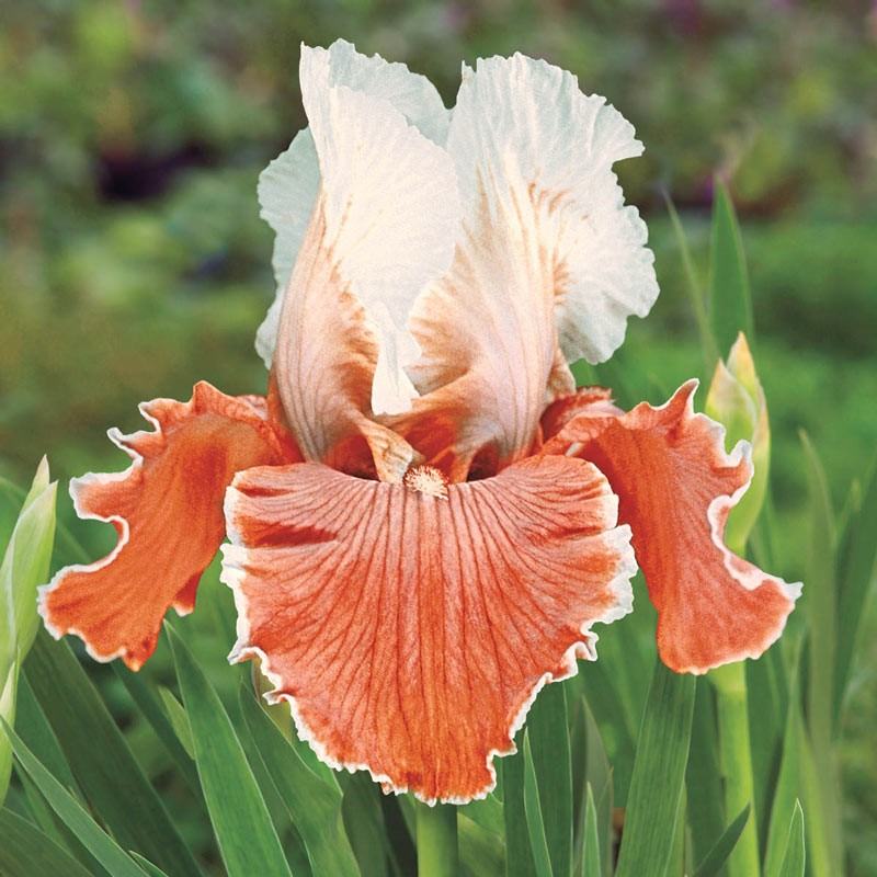 image of a bearded iris