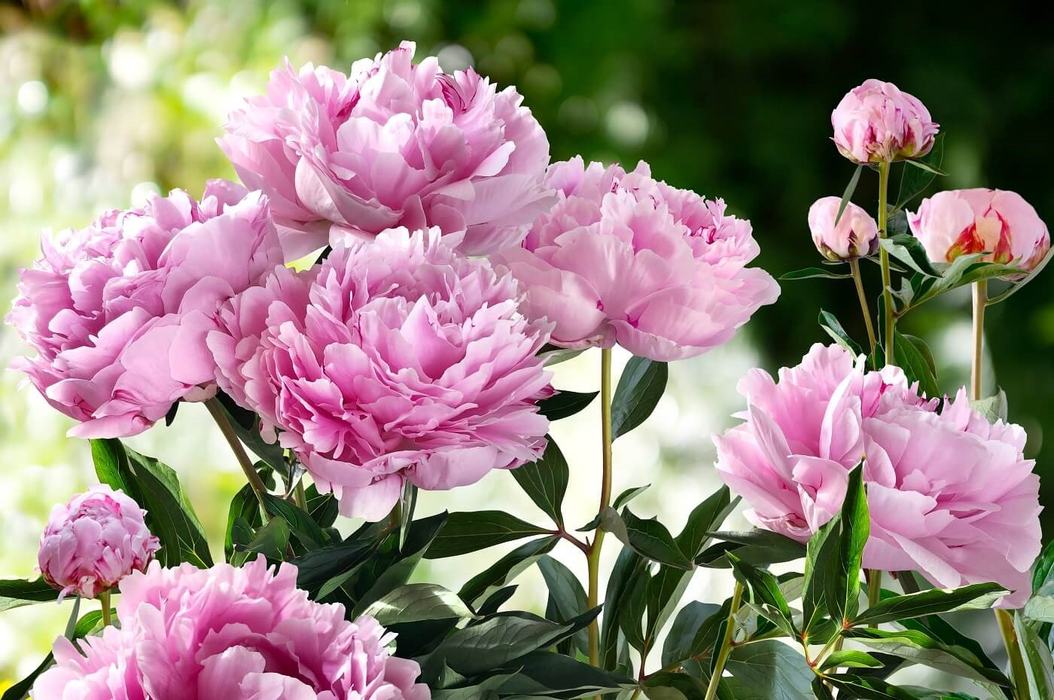 image of a peony