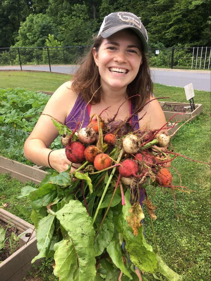 Person holding a large bunch of freshly harvested beets with dirt-covered roots and green leaves.