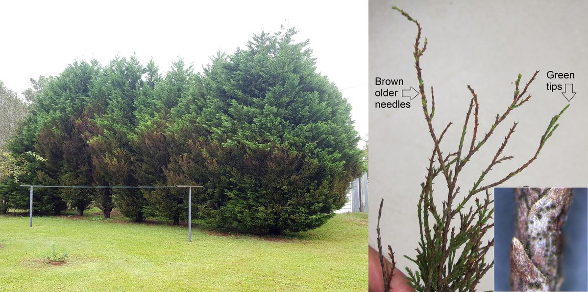 Row of Leyland cypress with dead needles in the mid-sections. Leyland cypress twig with the older needles are dead. Tufts of spores of Passalora sequoiae.
