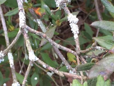 Shrub branches and twigs covered in white lichen patches among green leaves