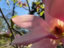 pink magnolia blossom against blue sky