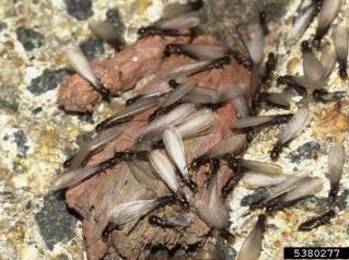 Native-subterranean-termites