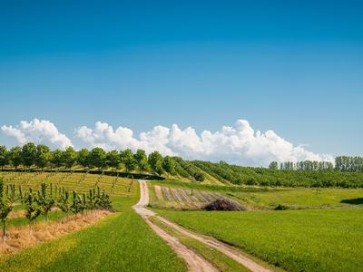 orchard and a dirt road running through it.