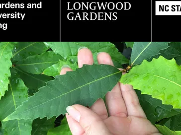Hand holding serrated green leaf; header text: Longwood Gardens; NC State University Online Learning