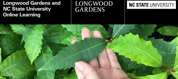 Hand holding serrated green leaf; header text: Longwood Gardens; NC State University Online Learning