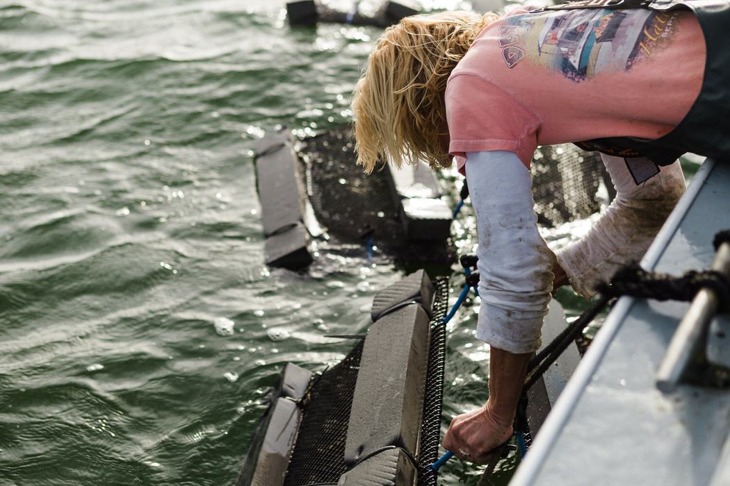 Person leaning over boat securing floating shellfish cages in the water