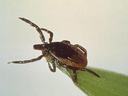 tick