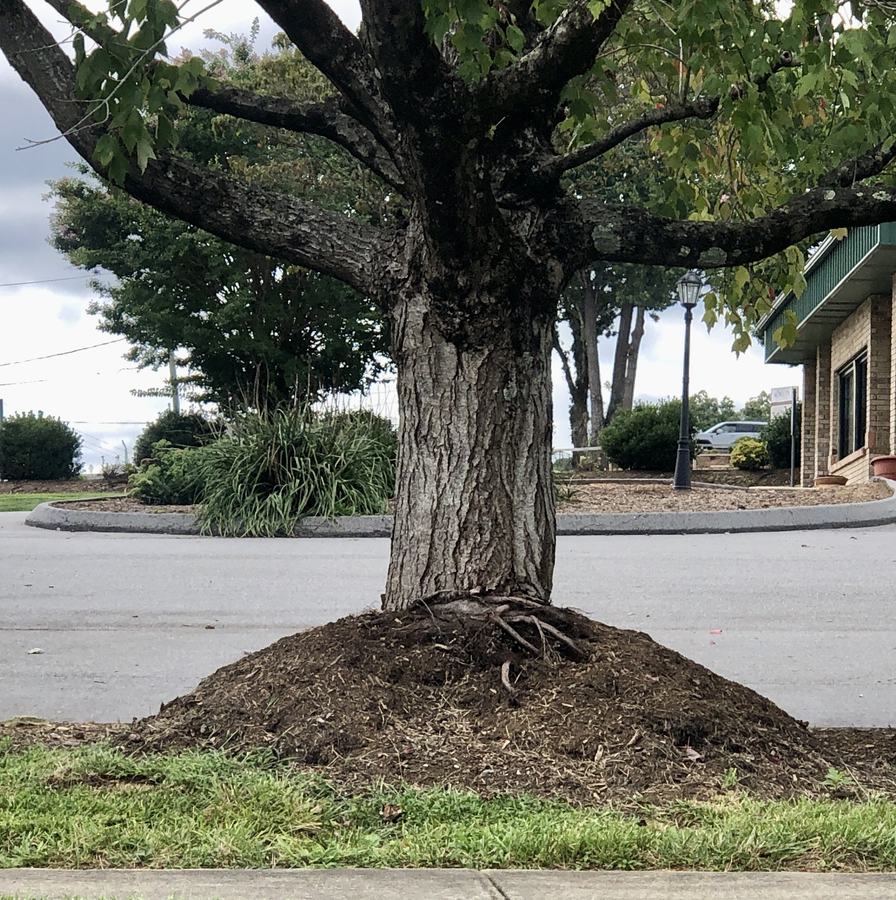 volcano mulch girdling root
