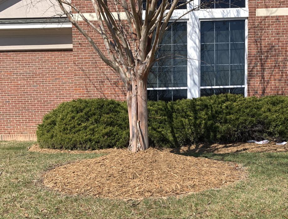 volcano mulch