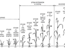 The Feekes scale of wheat development.