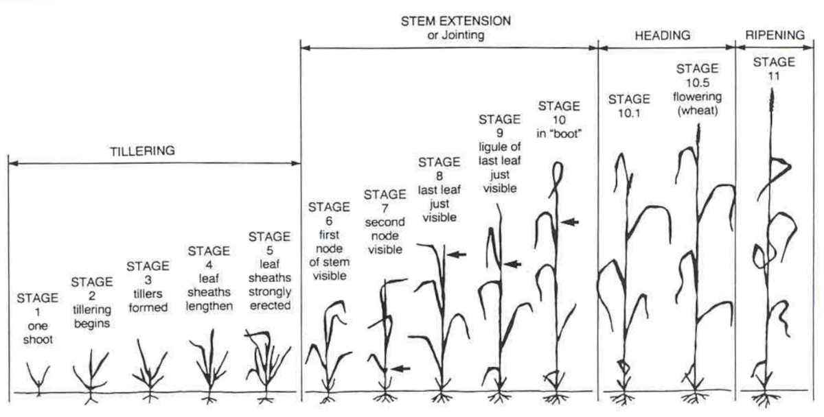 The Feekes scale of wheat development.