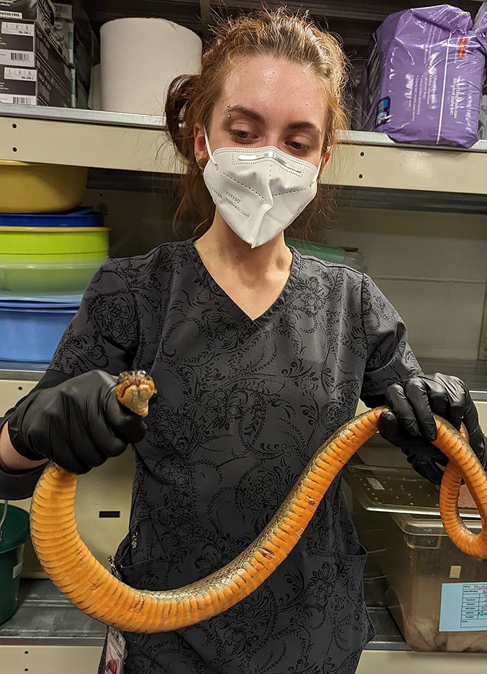 Person wearing mask and gloves holding a long orange-bellied snake by head and tail