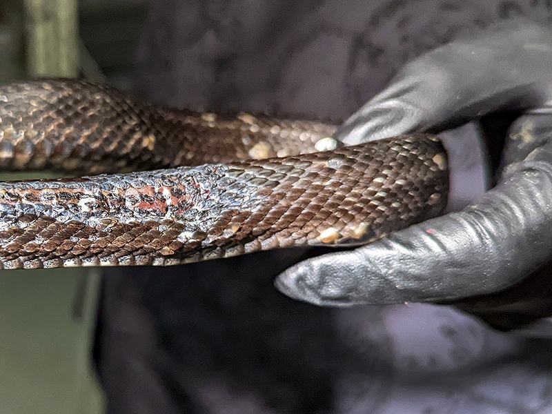 Gloved hand holding brown patterned snake showing midbody scales and small white spots.