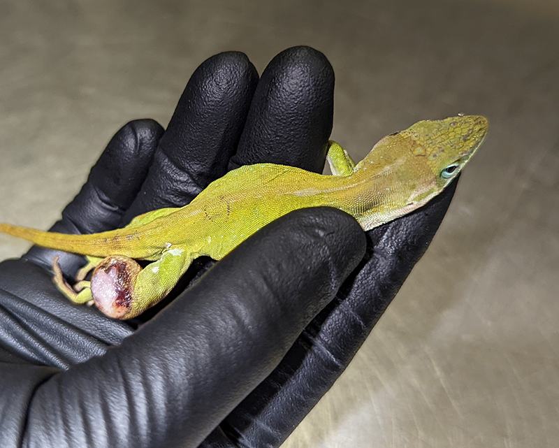 Green anole held in black-gloved hand with swollen injured hind leg