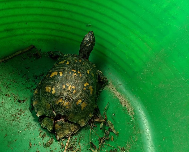 Box turtle with cracked rear shell inside a green plastic bucket