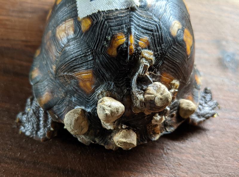 Box turtle shell rear with multiple barnacles attached