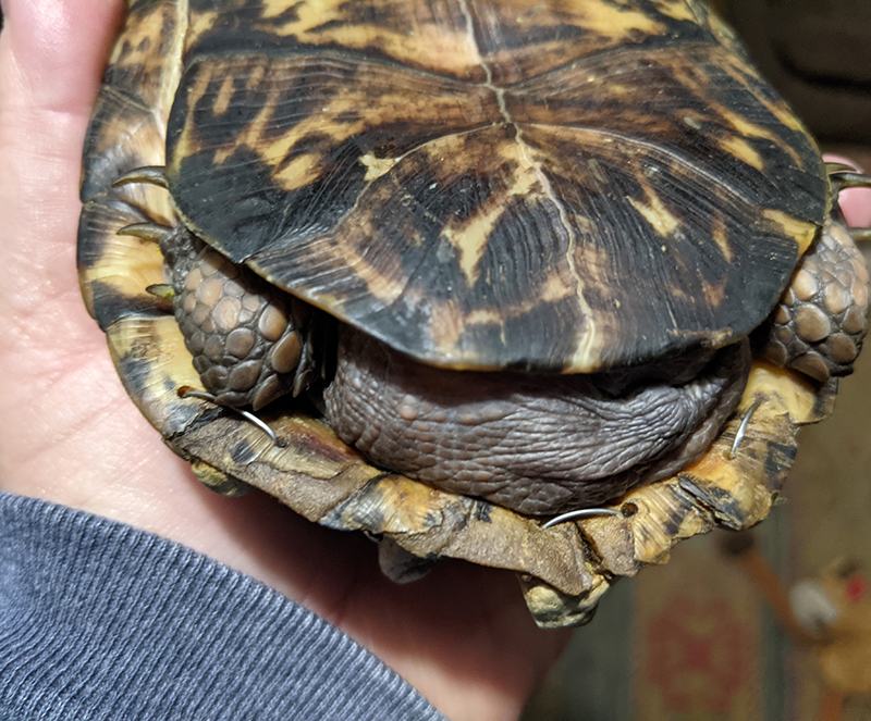 Box turtle retracted into its shell, being held in a hand