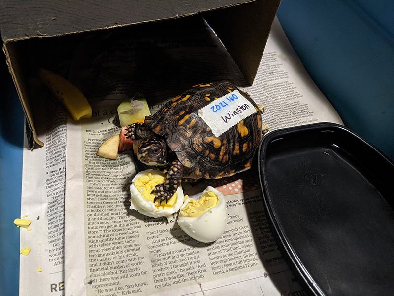 Box turtle labeled "Winston" on newspaper eating broken boiled egg pieces