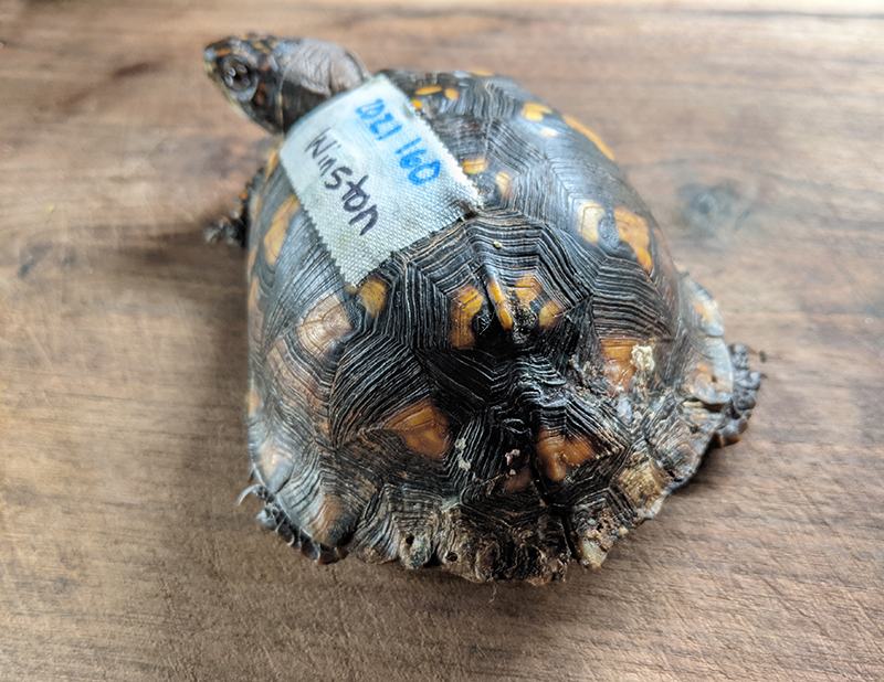 Box turtle with fabric label on shell reading "DEI 160 Winston"