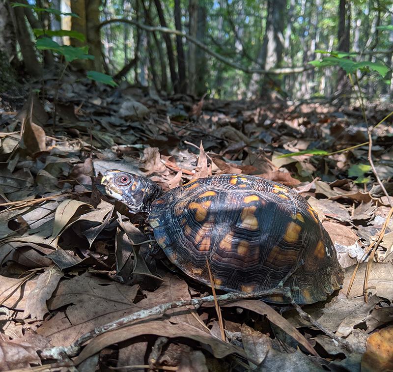 Eastern box turtle with head extended on leaf-litter forest floor