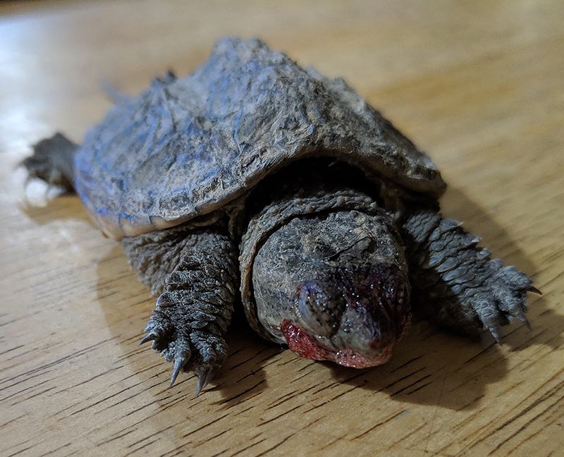 Snapping turtle on wood surface with a bloodied, injured snout