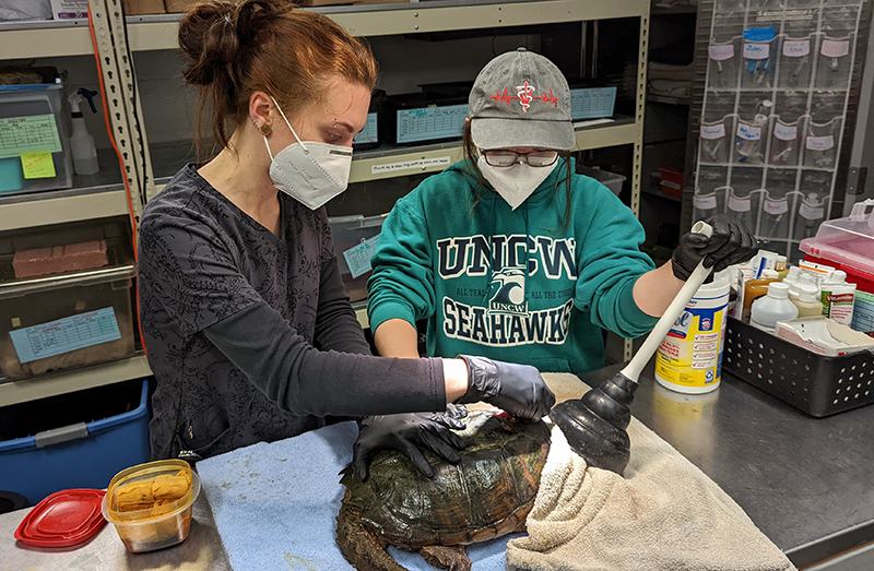 Two masked people cleaning a turtle on a table; one wears UNCW SEAHAWKS sweatshirt
