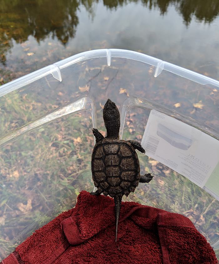 Juvenile turtle climbing clear plastic tub edge over pond, on red towel