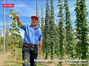 researcher in hop yard