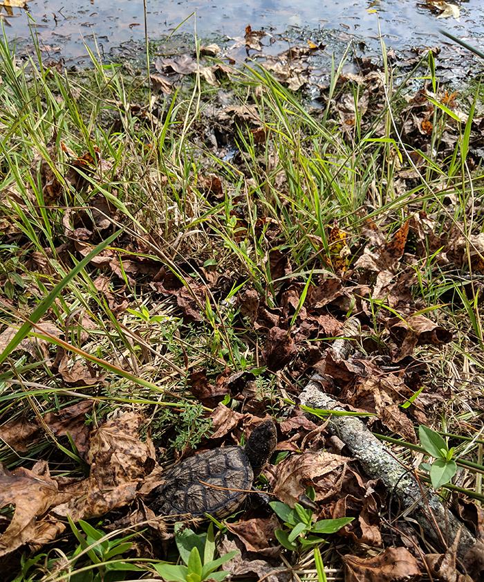 Small turtle on leaf-strewn grassy bank beside a shallow pond
