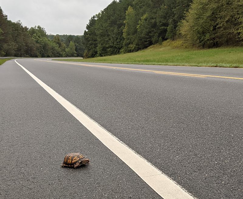Box turtle crossing a paved rural road near a white lane line with trees nearby