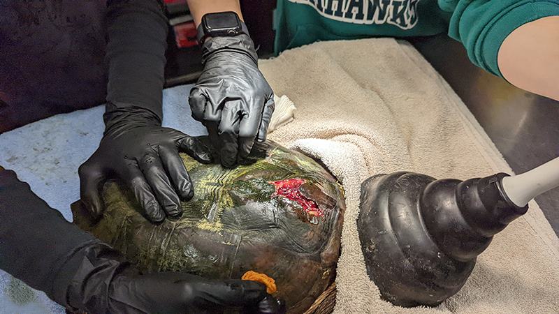 Turtle with large shell wound being examined and treated by gloved hands