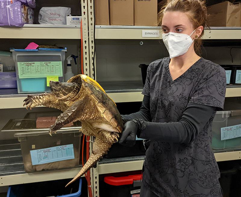 Person wearing mask and gloves holding a large snapping turtle in a storage room