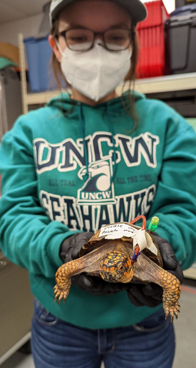 Person wearing mask and gloves holds a turtle with a tag reading "Please touch".